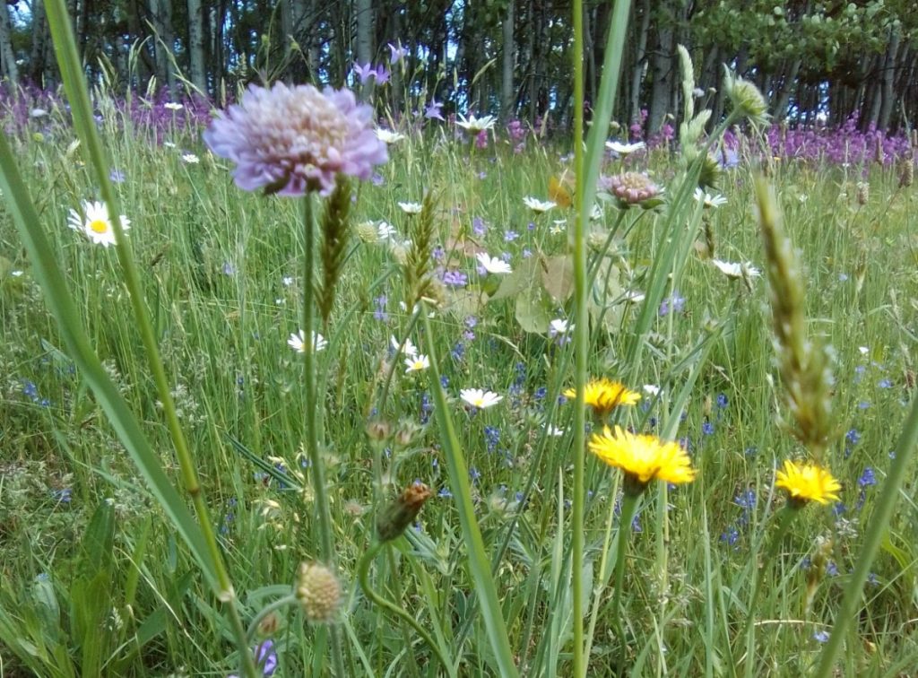 Wildblumenwiese